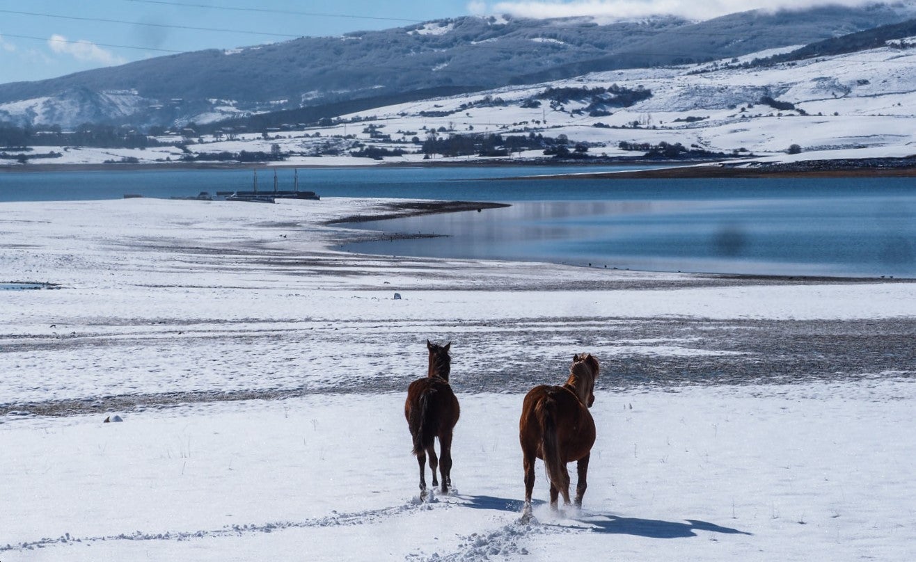 Dos caballos pasean entre la nieve en la orilla del pantano del Ebro en la localidad de Monegro.