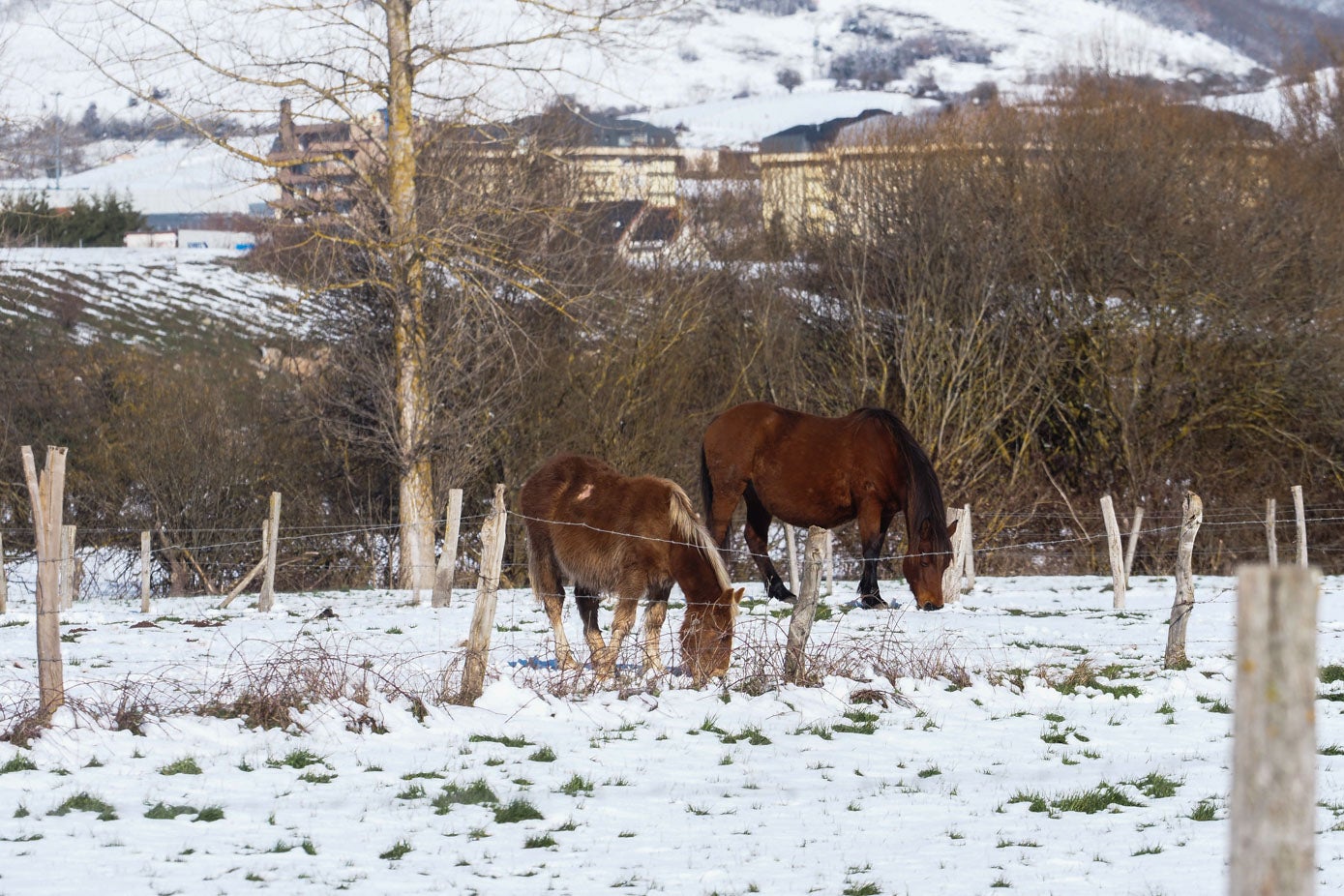 El pantano del Ebro se viste de blanco