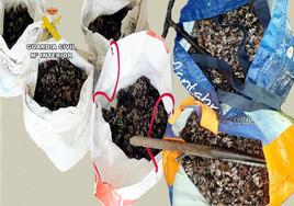 Intervienen 45 kilos de percebes extraídos ilegalmente en Suances y Oreña