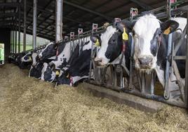 La cabaña de vacas frisonas dedicada a la leche ha bajado considerablemente. Hay 31.000 menos que hace diez años.