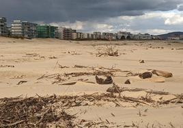 Los restos de residuos vegetales procedentes de los temporales de mediados de enero asoman a lo largo de los cuatro kilómetros y medio del arenal pejino.