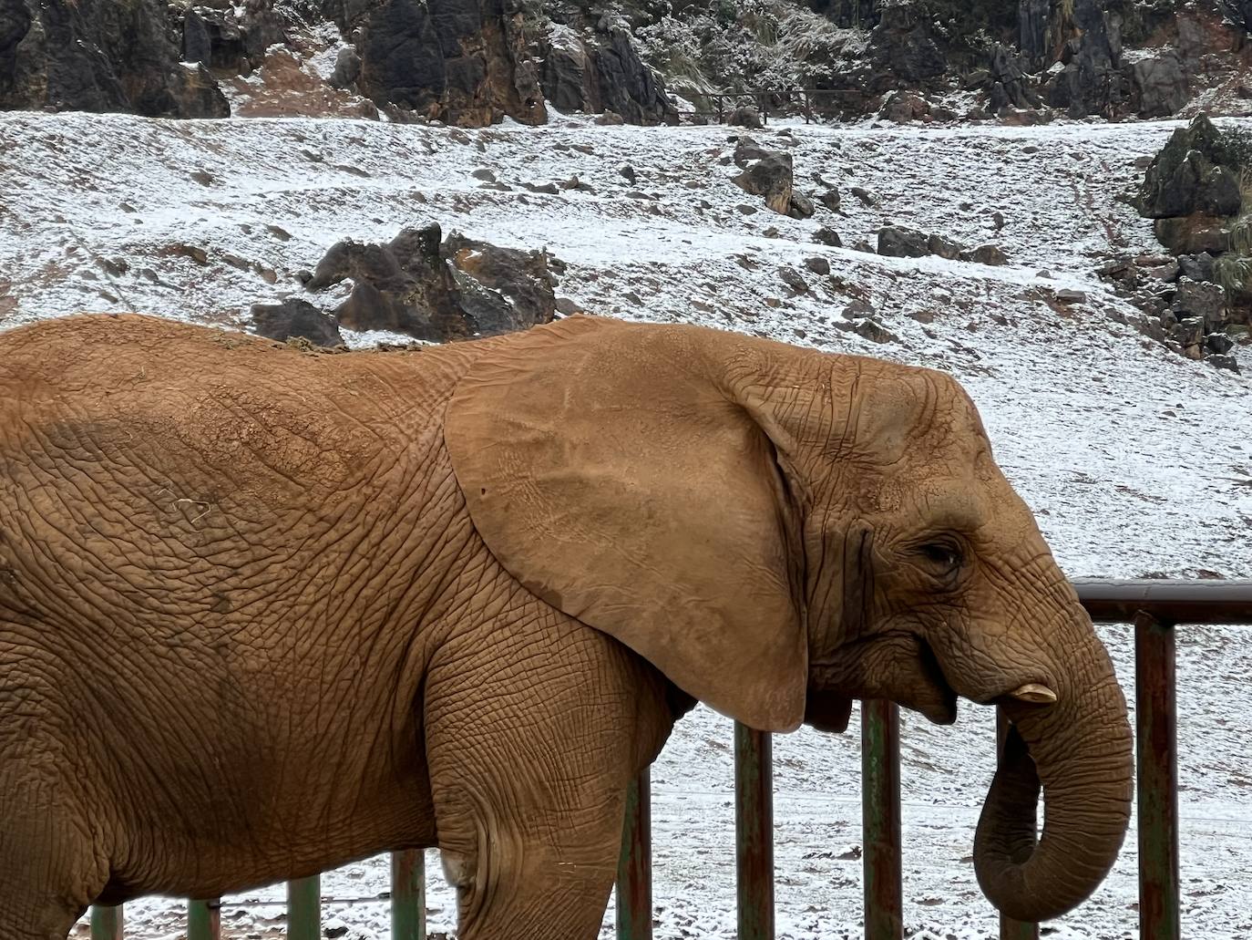 Contraste entre el color pardo del elefante africano y el blanco de la nieve.