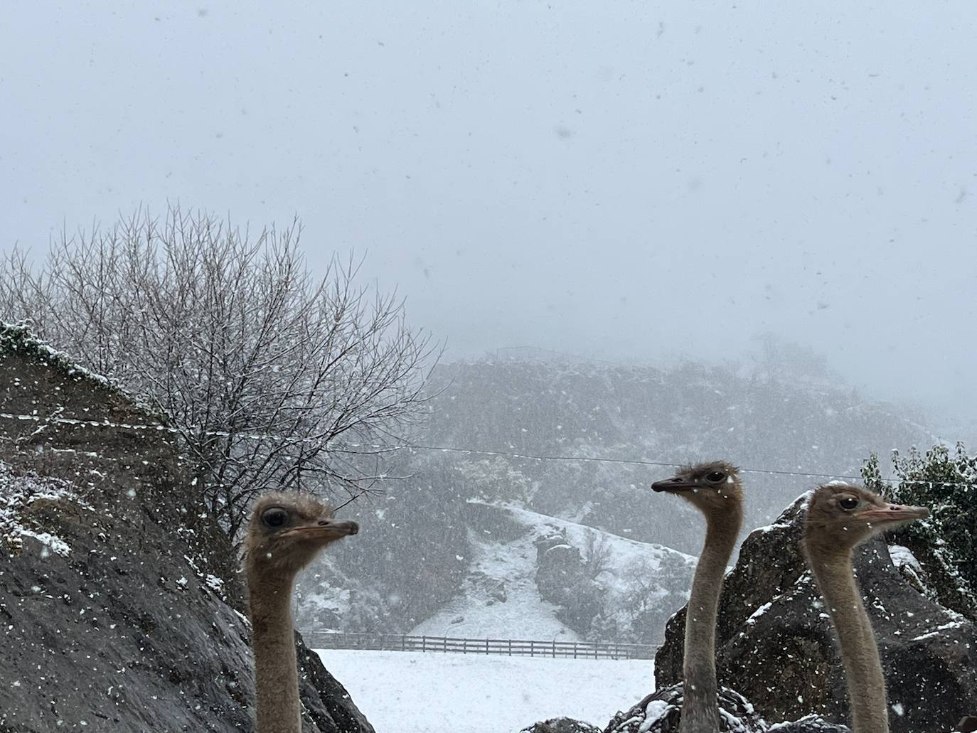 Las avestruces miran curiosas la nieve caer.