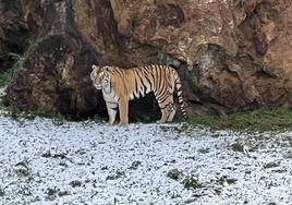 Un tigre se refugia bajo las rocas