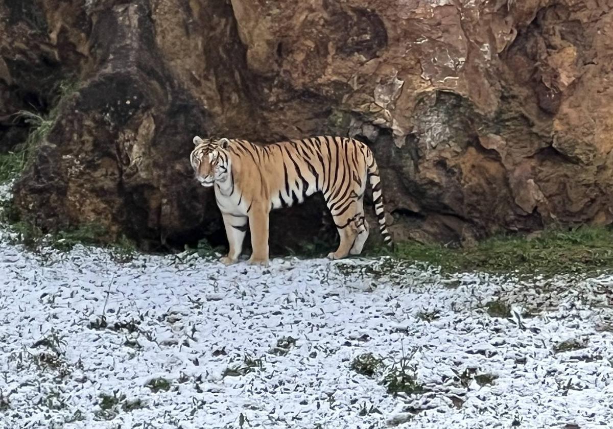 Cabárceno se tiñe de blanco