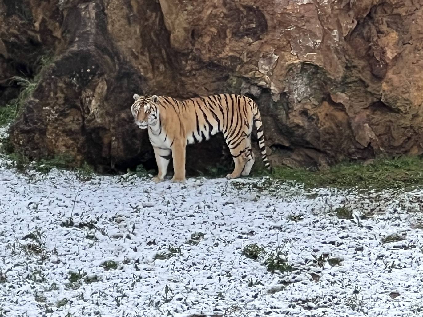 Un tigre se refugia tras la nevada.