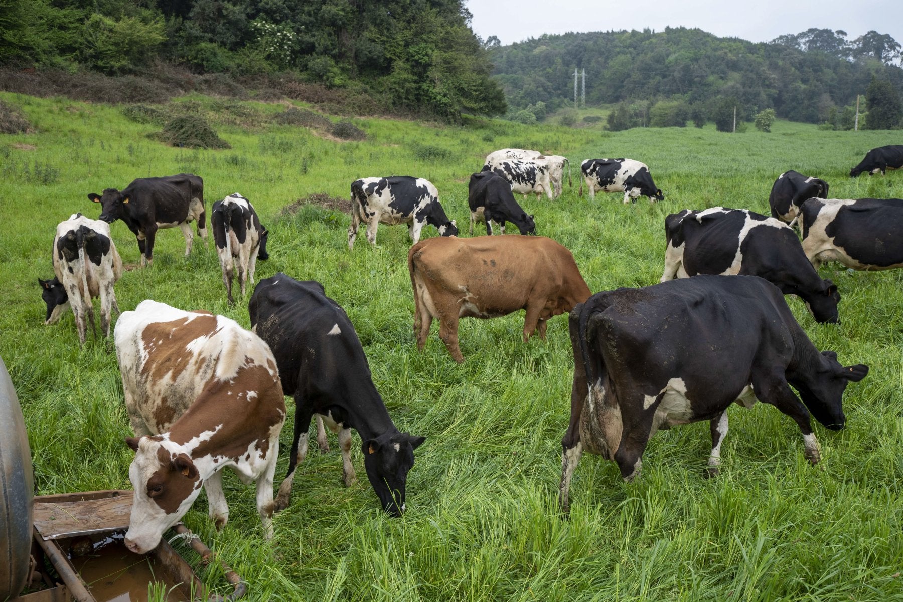 Cantabria tiene casi 280.000 cabezas de ganado bovino.