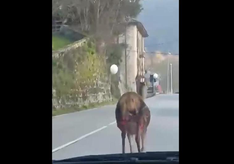 A la carrera por Cabuérniga con las marcas del lobo