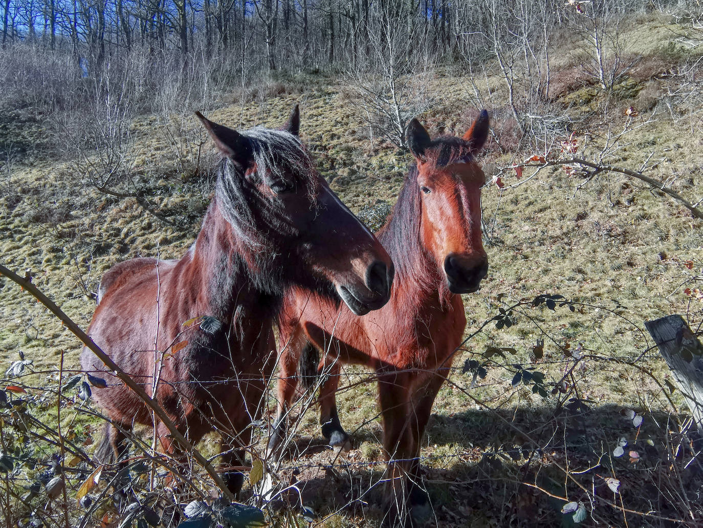 Los caballos se encuentran en los alrededores de Vega de Pas disfrutando en libertad de la naturaleza. 