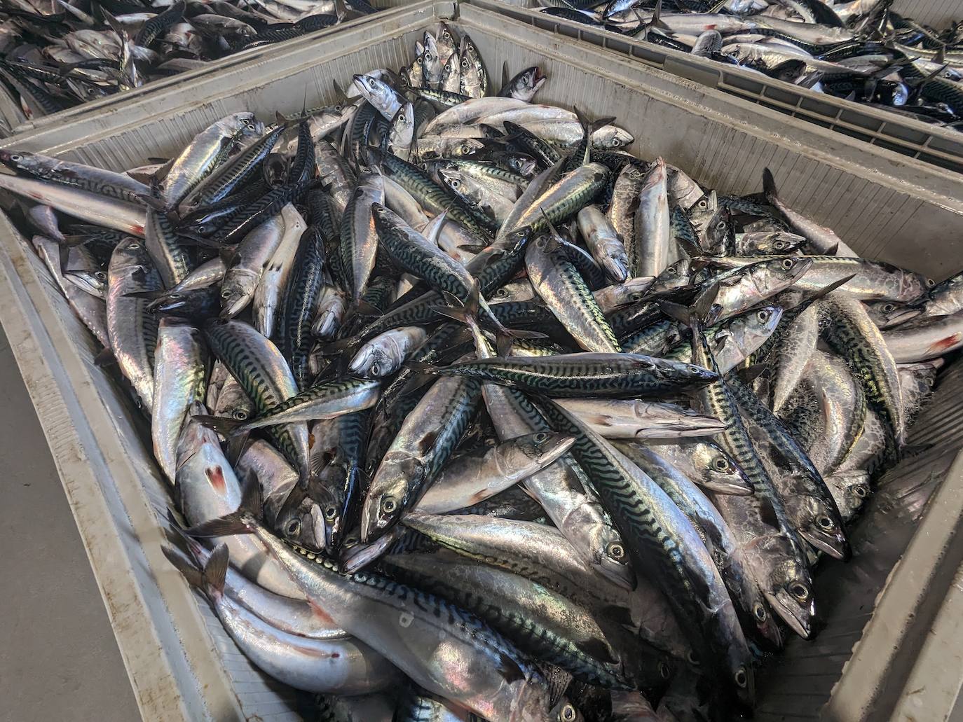 Ejemplares de buen tamaño acabarán en pocas horas en los mostradores de las pescaderías. 