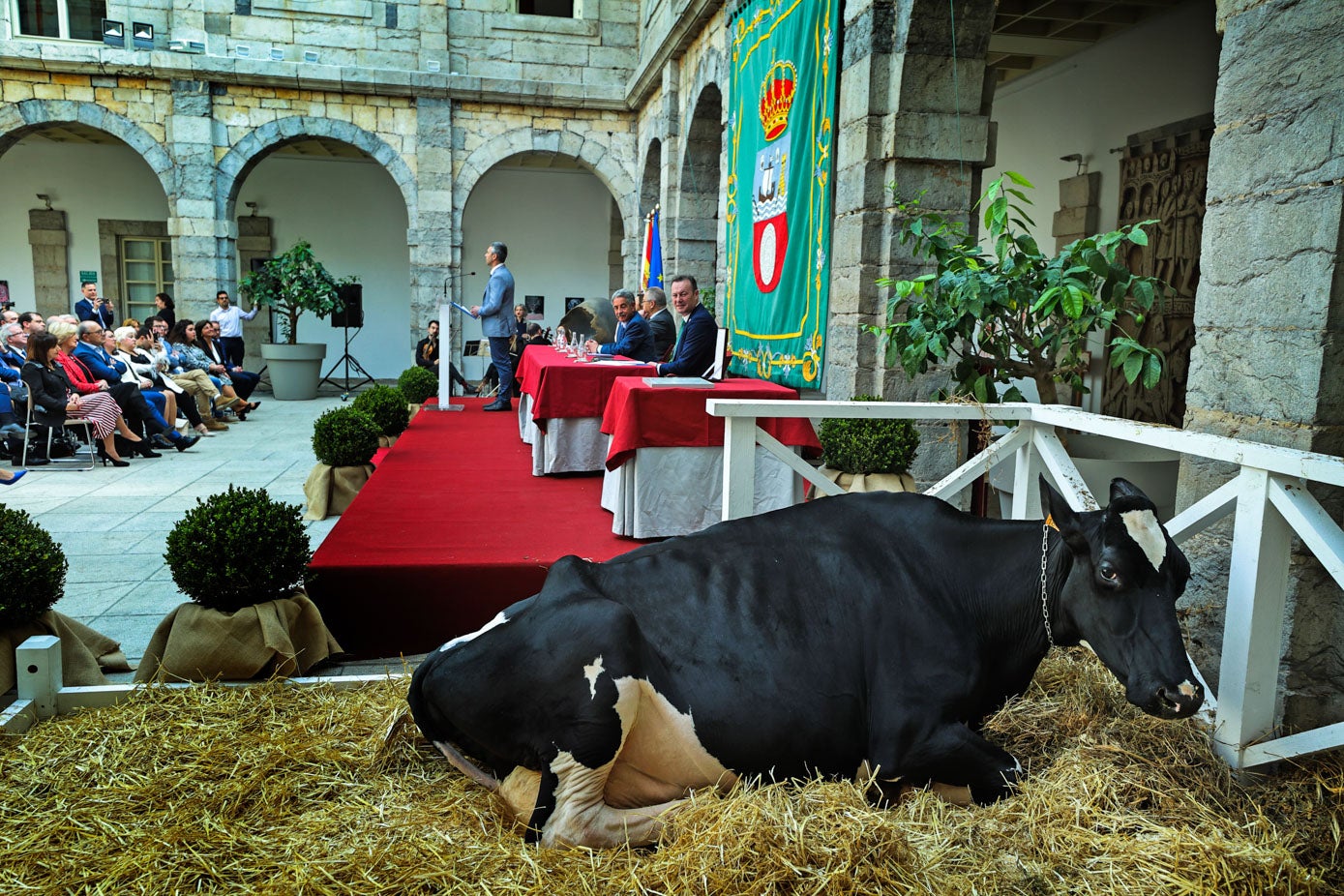 La vaca Ariel se tumba durante los discursos.