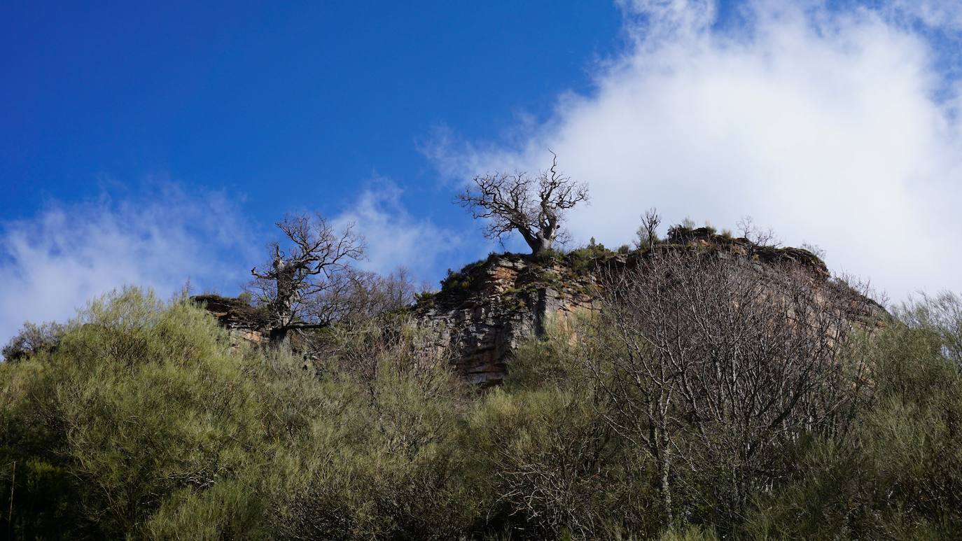 Avanzamos durante 900 metros aproximadamente, hasta llegar a una bifurcación con otro sendero a la derecha en descenso entre los árboles.