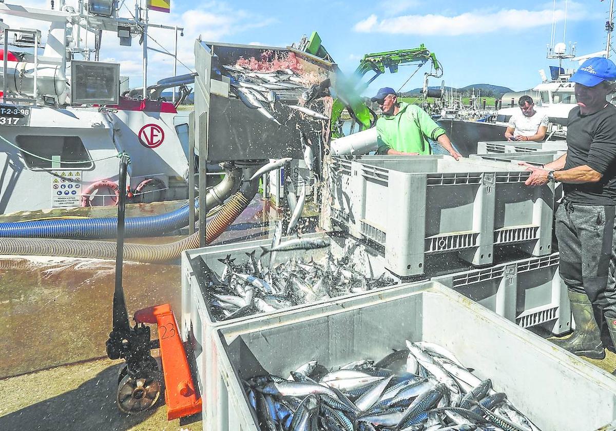 Las descargas de verdel por la flota de cerco siguen a buen ritmo cuando se acaba de cumplir la primera semana de la costera.