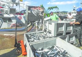 Las descargas de verdel por la flota de cerco siguen a buen ritmo cuando se acaba de cumplir la primera semana de la costera.