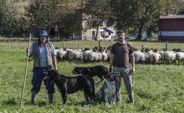 Emilio Ruiz Revuelta y su hijo Emilio con tres de sus cinco mastines y algunas de las ovejas que tiene en su finca de Santa María de Cayón.