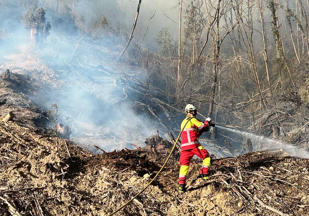 Extinguido el incendio forestal en Colindres que amenazó a la encina premiada