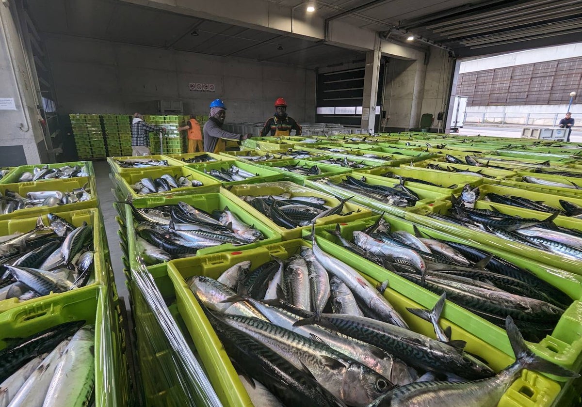 Cajas de verdel recién descargadas en la lonja de la Cofradía de Pescadores San Martín de Laredo a la espera de ser subastadas.