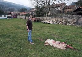 Los efectos del ataque de un lobo en una finca de Santibáñez.