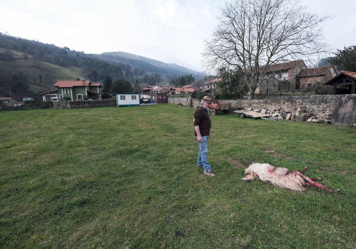 Los efectos del ataque de un lobo en una finca de Santibáñez.