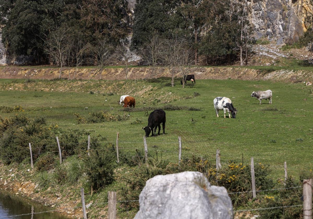 En la zona de los humedales de Cuchía, la antigua cantera, se han venido realizando distintas actuaciones para eliminar planta invasora.