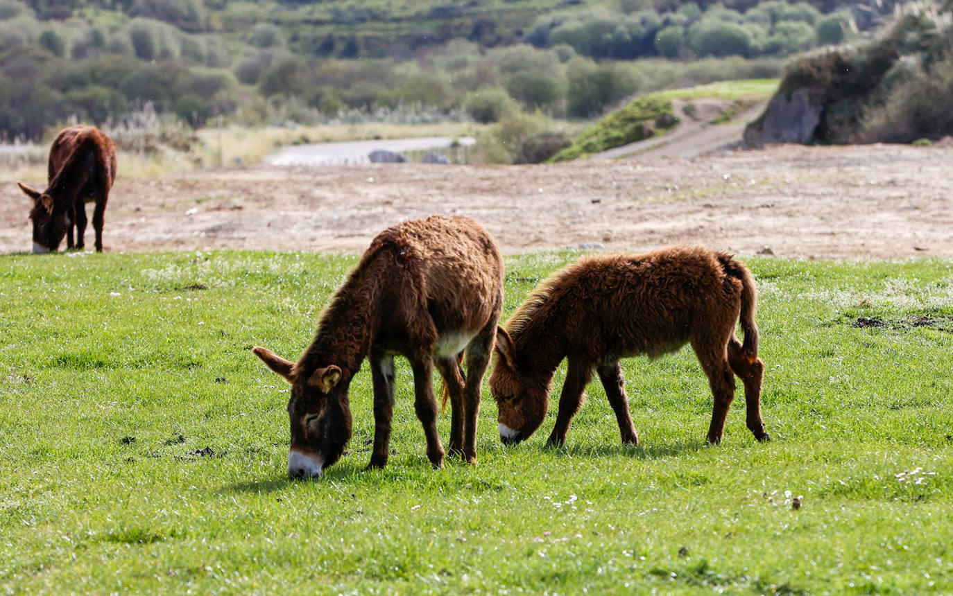 Espacio regenerado con la intervención de los animales.