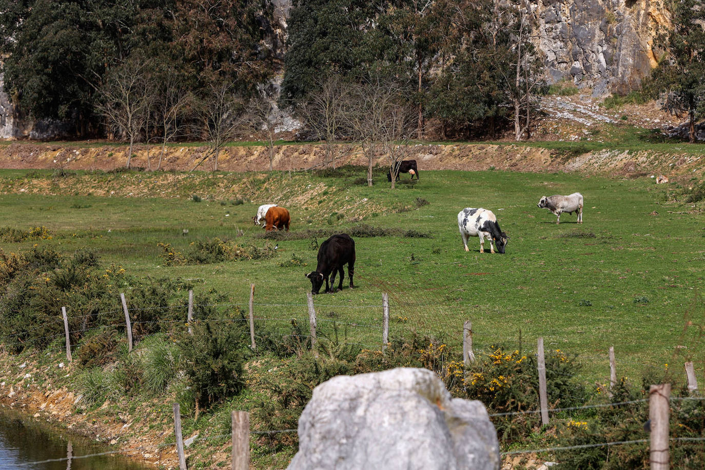 Grupo de vacas que participa en el proyecto.