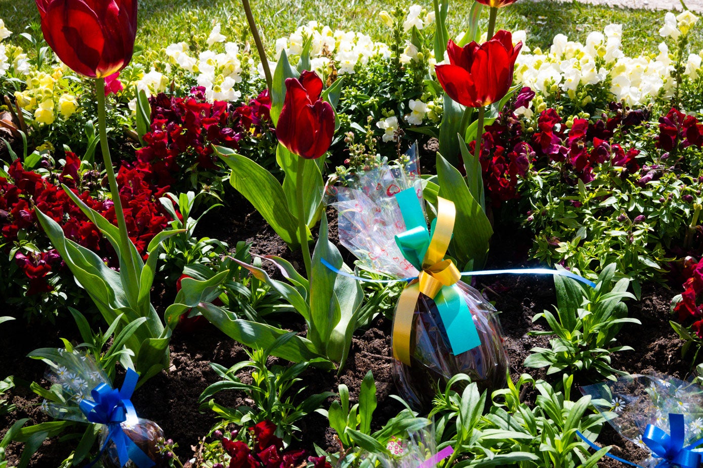 Los huevos de la confitería Vega, entre los tulipanes del jardín del Palacio de la Magdalena.