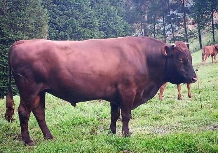 Toro de raza pasiega.