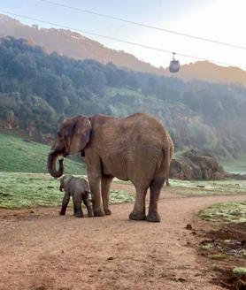 Imagen secundaria 2 - La nueva elefanta africana nacida en Cabárceno pesa 90 kilos