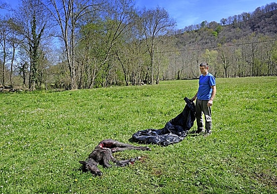 Los lobos volvieron a atacar el pueblo de Fresneda.