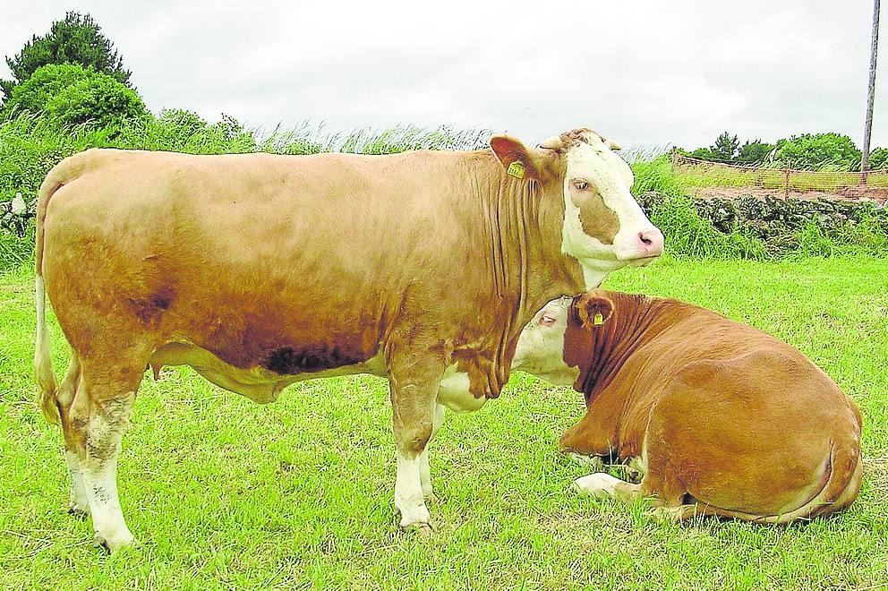 Los ejemplares de raza fleckvieh poseen una infiltración de grasa muy apreciada.