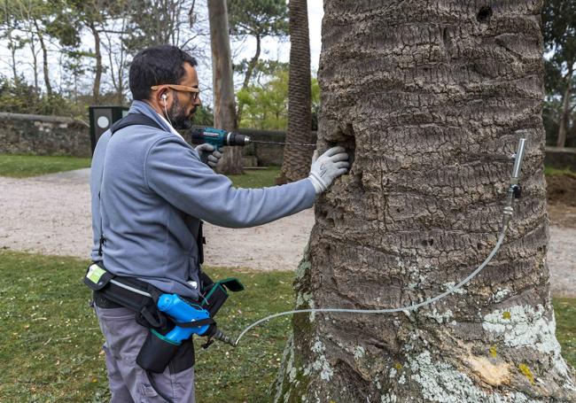 Un operario inyecta uno de los tratamientos en el tronco de la palmera.