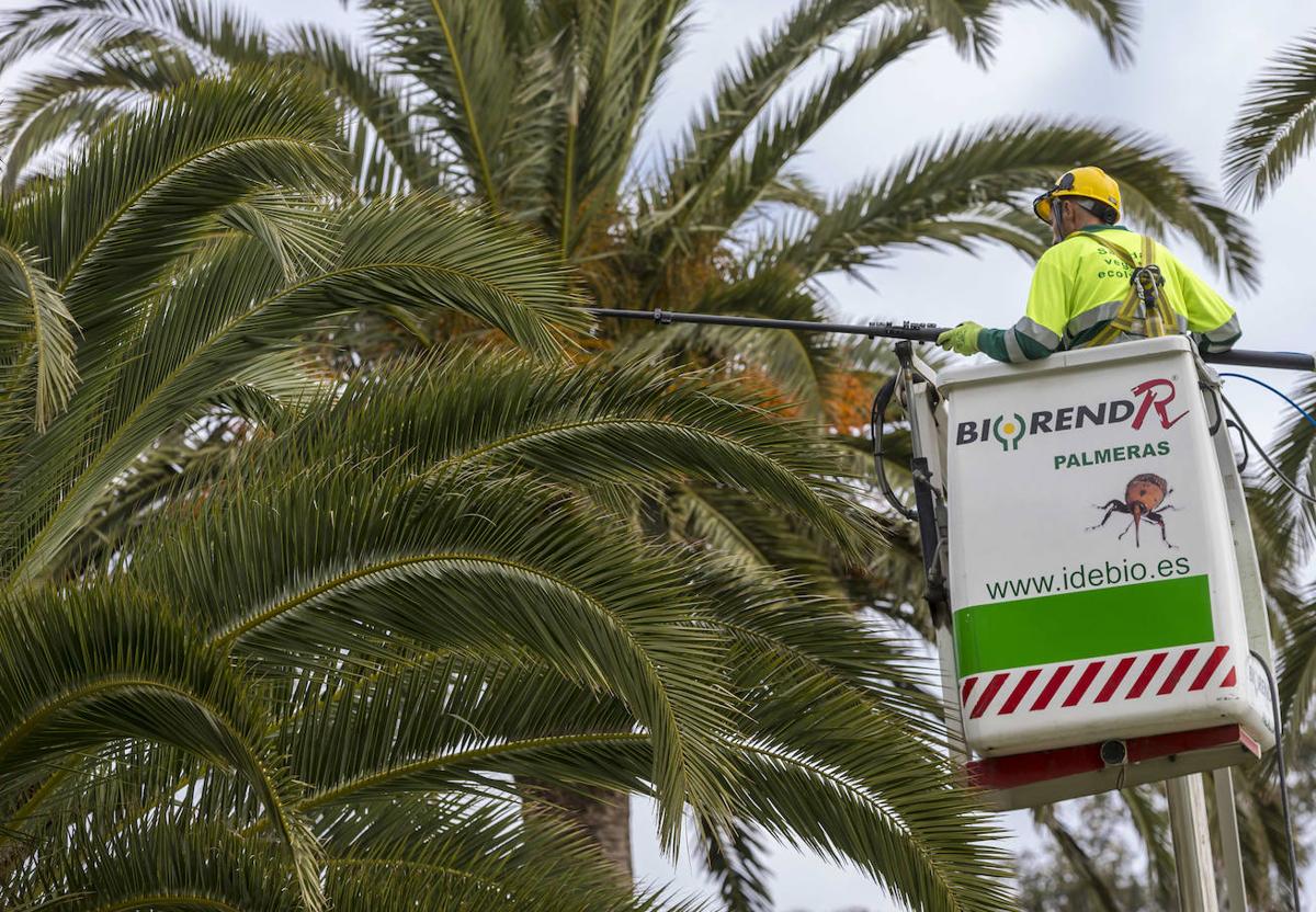 El tratamiento biológico se aplica directamente en la copa de las palmeras.