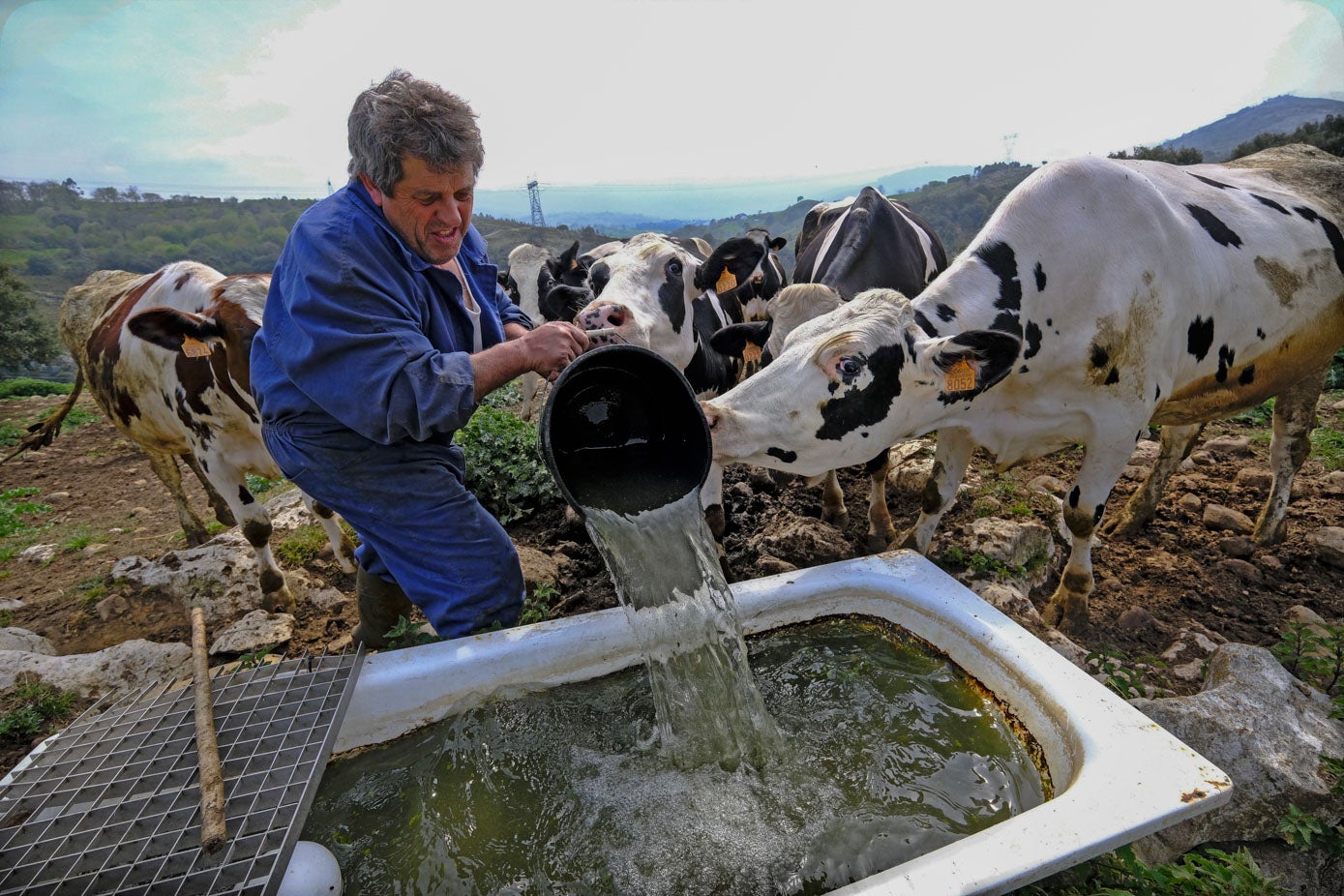 Alberto Antonio Ortega tiene 70 vacas de leche en Herrerías. Dice que los gastos de la alimentación por la sequía subirán tanto que no tendrá más remedio que «sacrificar animales».