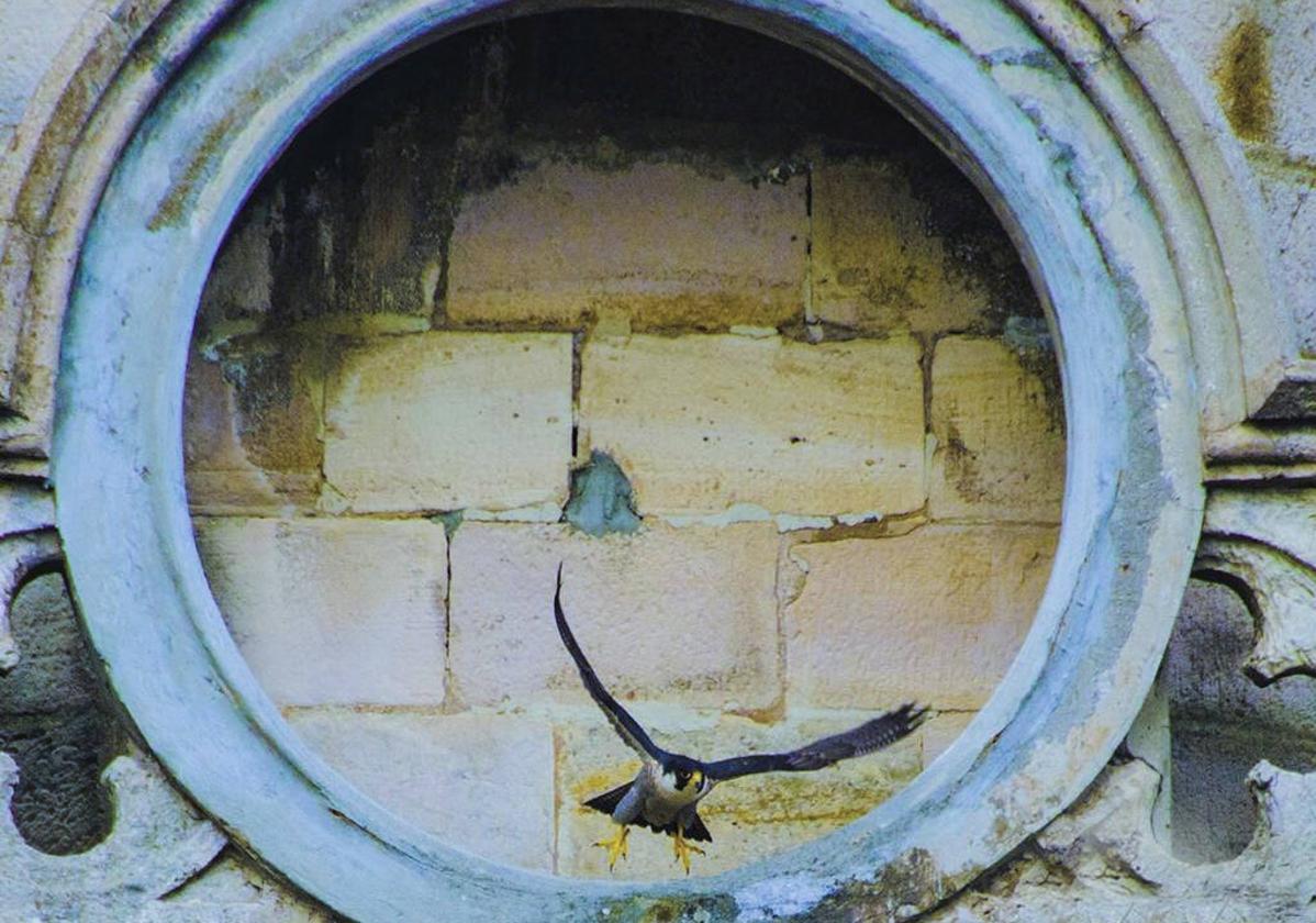 Con las alas extendidas, saliendo de su nueva 'casa' en la torre de la iglesia.