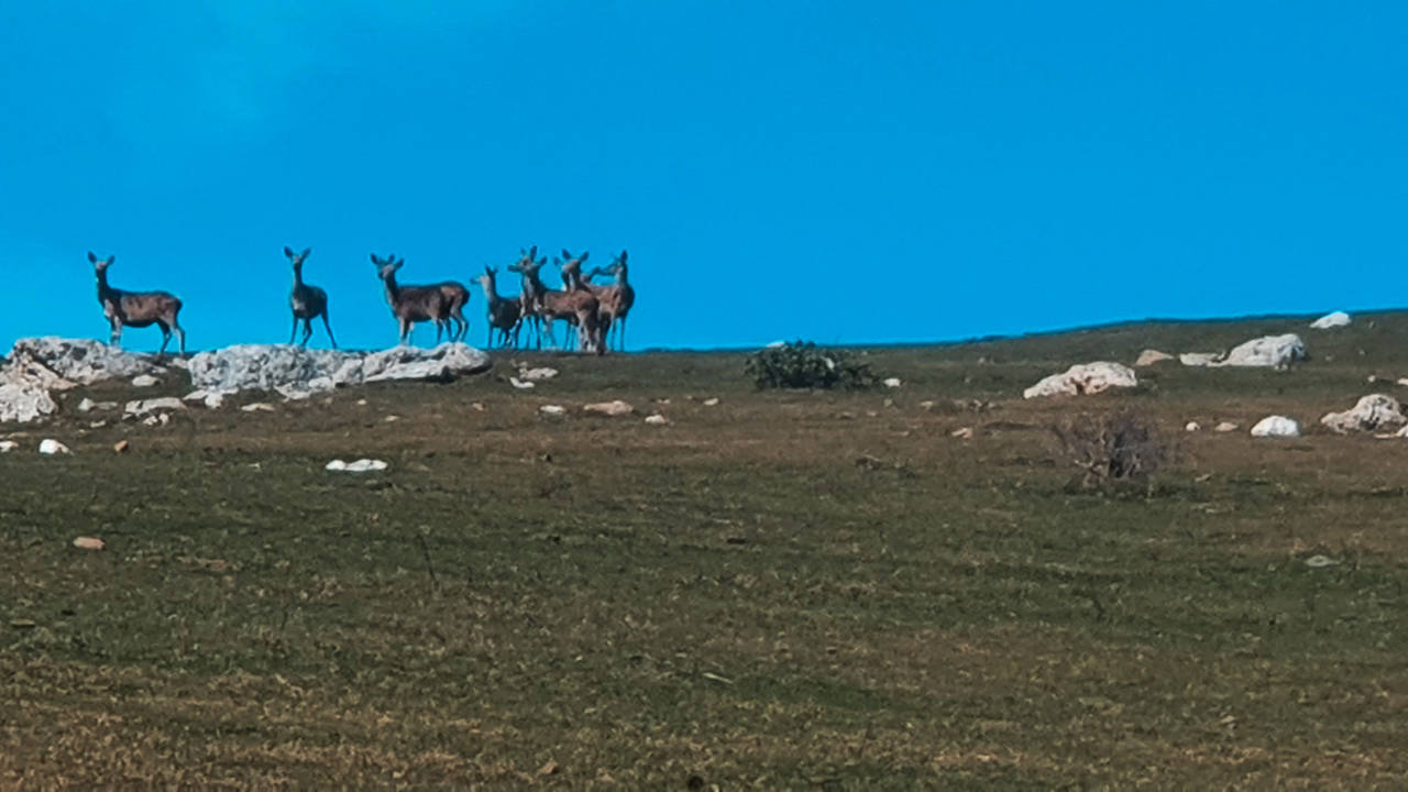 Grupo de venados pillados en la braña de Bucierca.