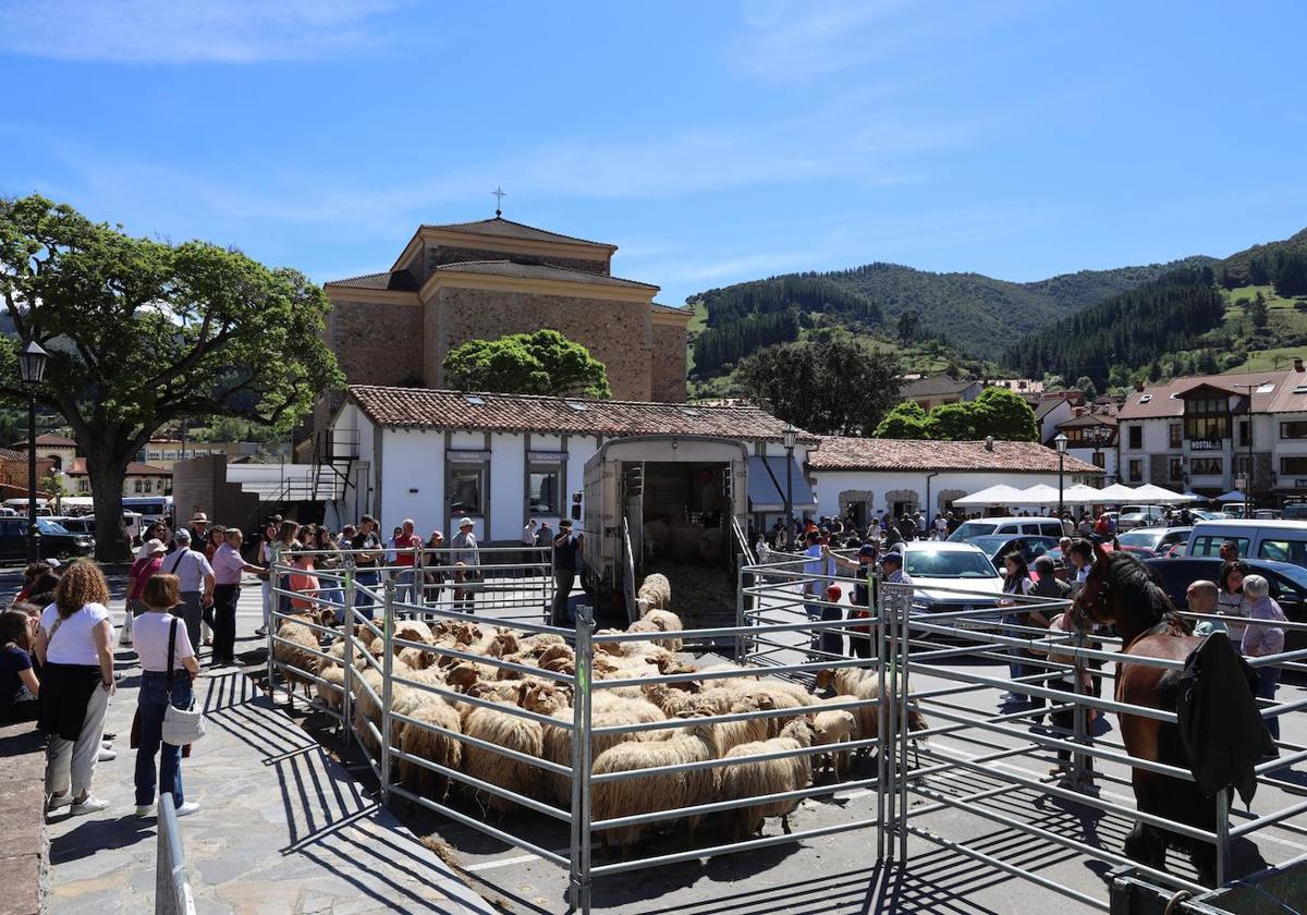 Un rebaño de ovejas y un potro fueron los únicos animales que ayer se pudieron ver en la feria de Potes.