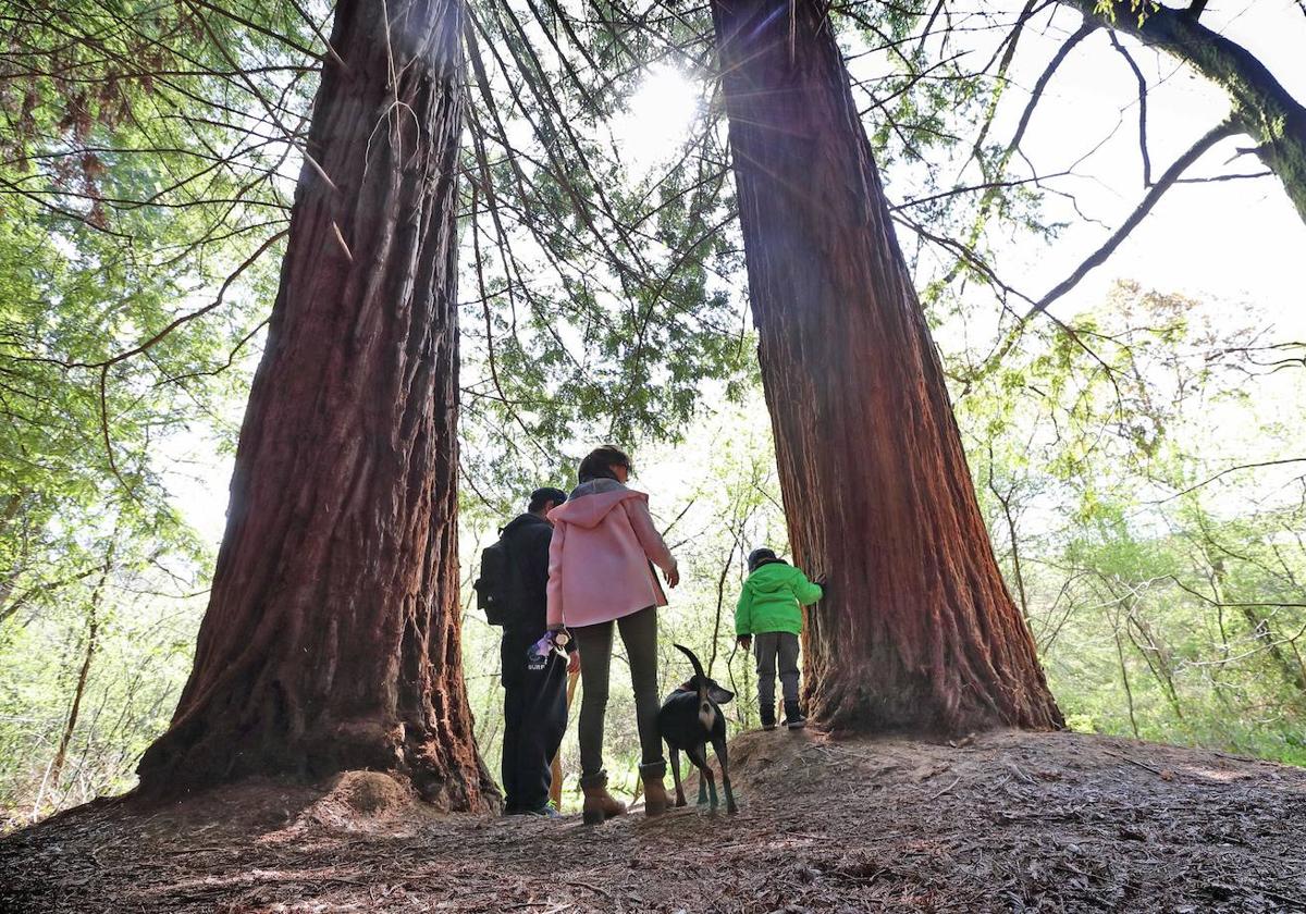 Una familia disfruta de un paseo por el bosque de secuoyas del monte Cabezón