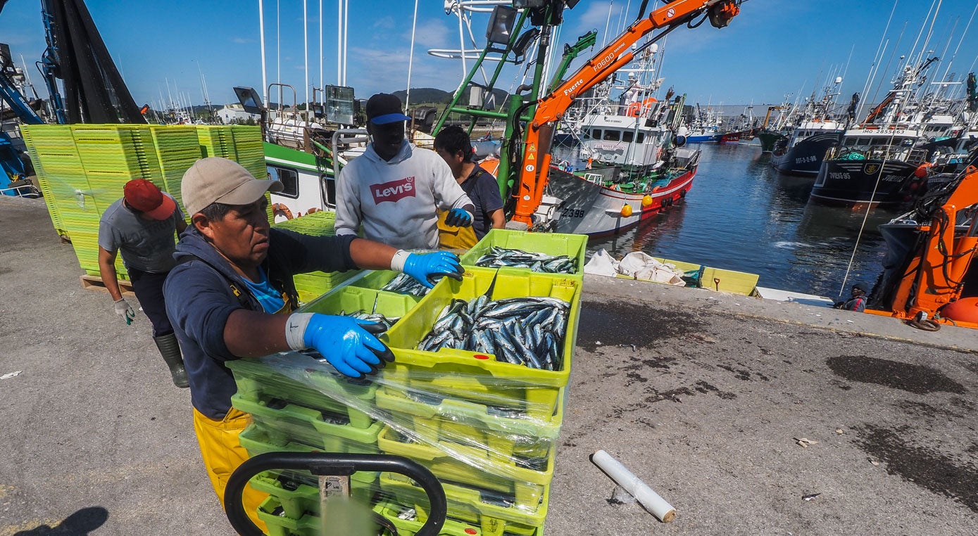 Los pescadores han descargado las miles de cajas a rebosar de bocartes plateados, recién salidos del mar.