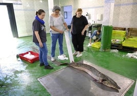 Biólogas del Instituto Español de Oceanografía de Santander observan el esturión junto a la secretaria de la Cofradía en la lonja del muelle.