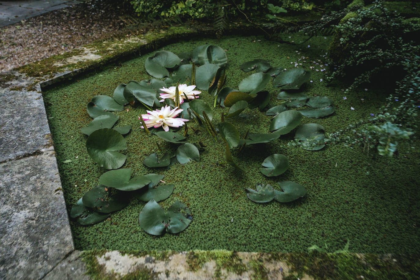 Nenúfares del estanque.