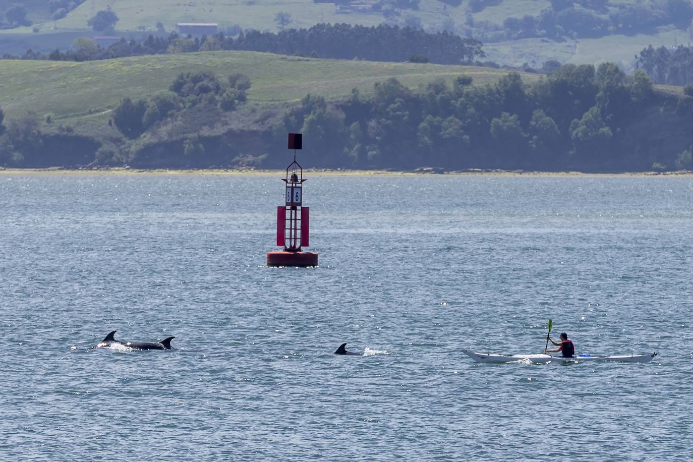 Un piragüista rema entre los delfines, a la altura de la boya de Las Hueras.