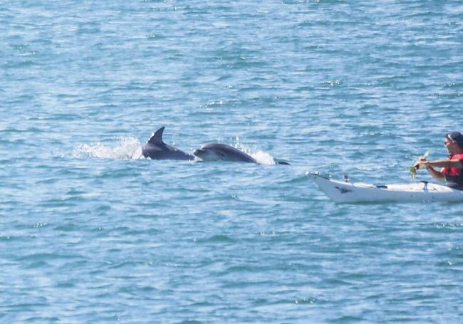 Un palista navega junto a un par de delfines.