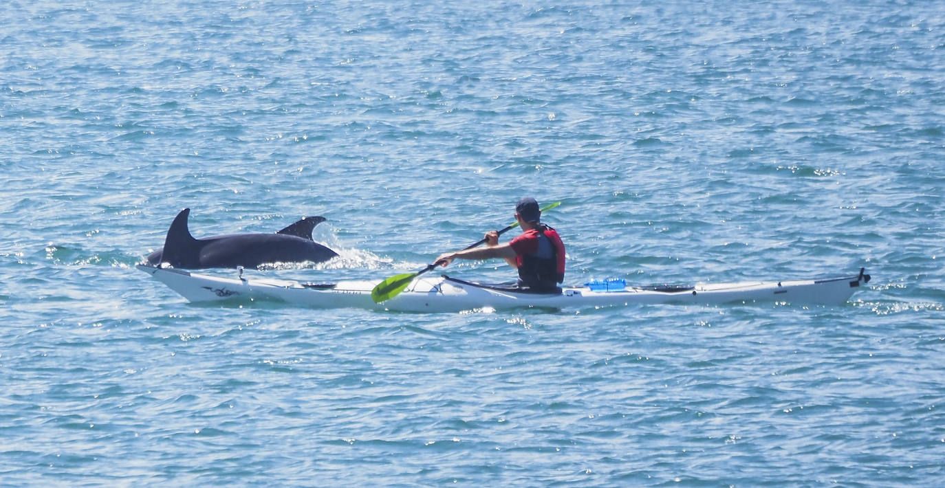 Vista de la manada de delfines con la zona de Gajano al fondo