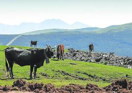 Tres vacas tudancas y un caballo pastan en una braña junto a la zona (al fondo) que albergará el futuro parque eólico.