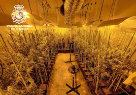 Interior de la nave en la que se cultivaba la marihuana.