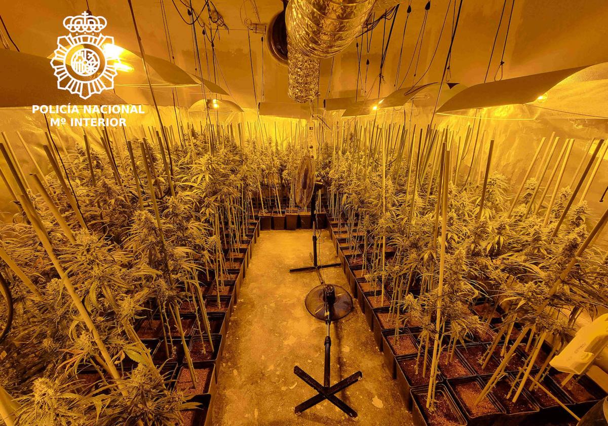 Interior de la nave en la que se cultivaba la marihuana.