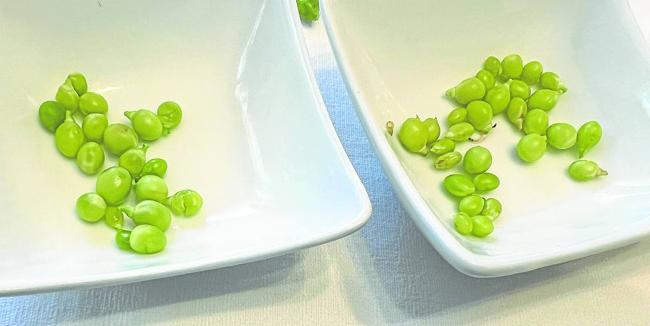 Guisantes Príncipe Alberto y Maravilla.