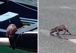 Una nutria del tamaño de «una rata gigante», de paseo por el puerto San Vicente
