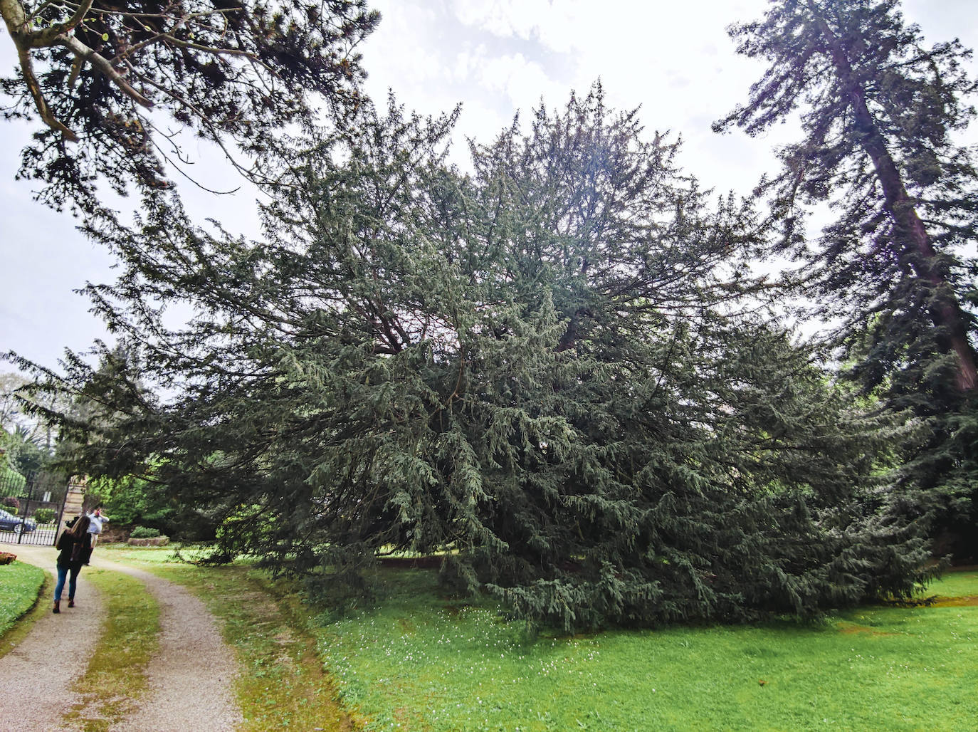 Imagen de uno de los tejos, catalogado como Árbol Singular de Cantabria.